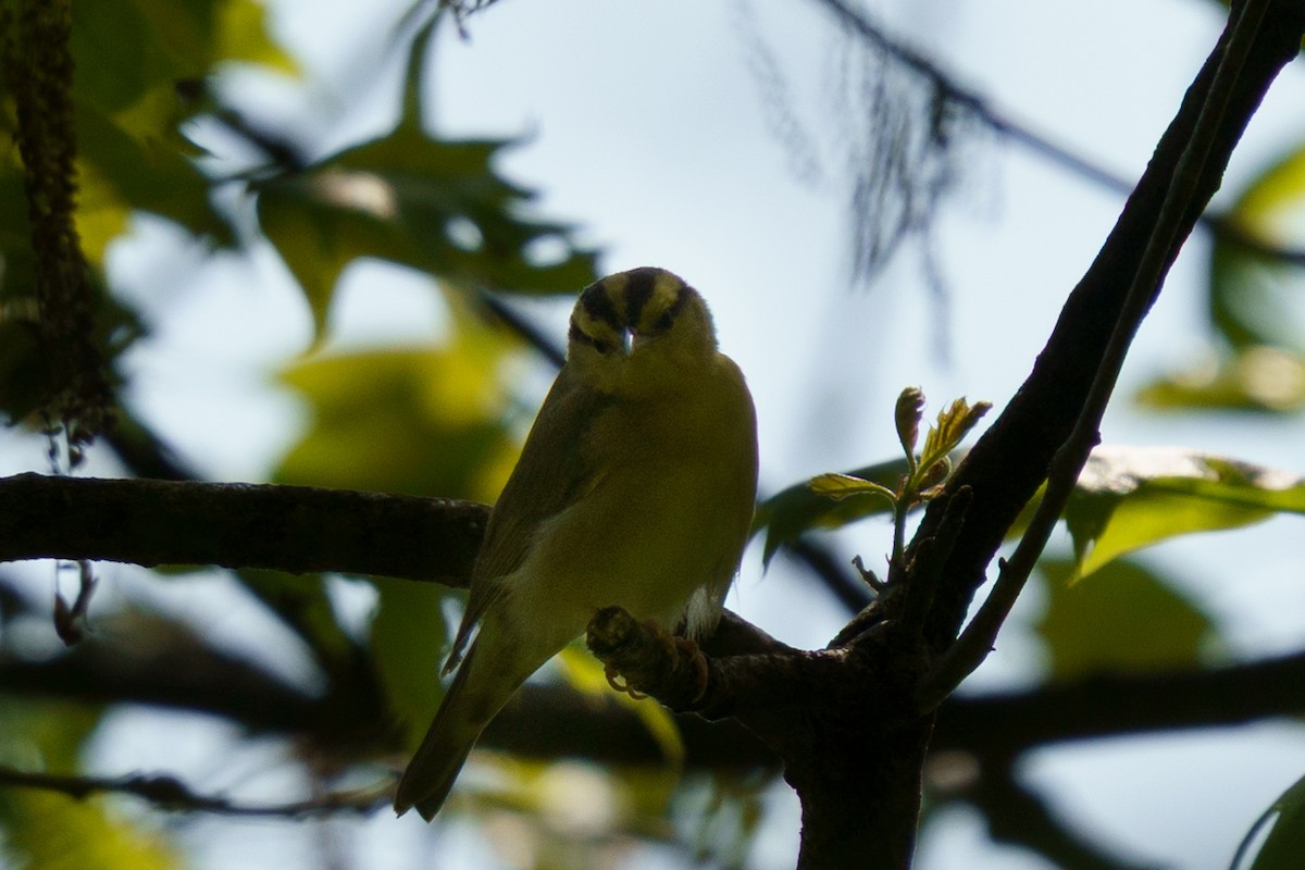Worm-eating Warbler - ML635764021