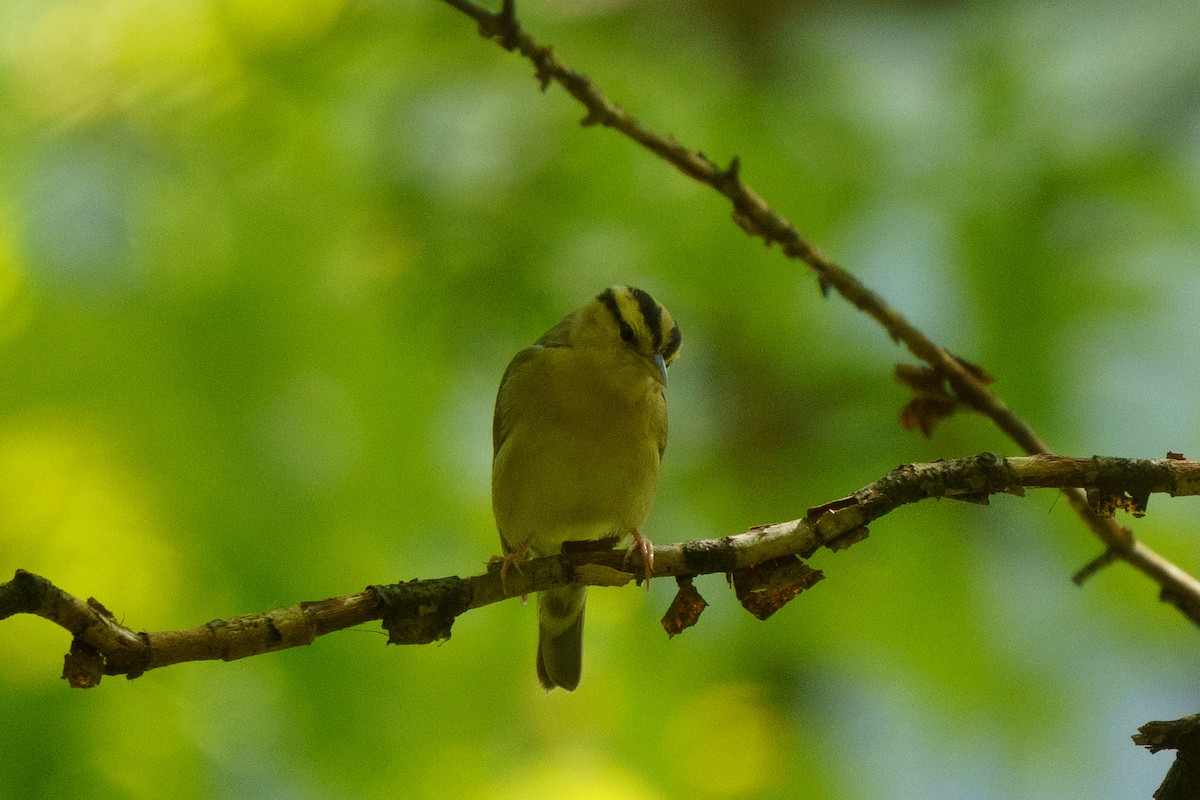 Worm-eating Warbler - ML635764022