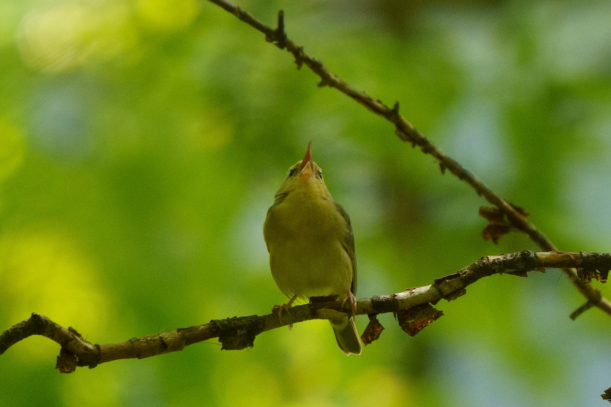 Worm-eating Warbler - ML635764023