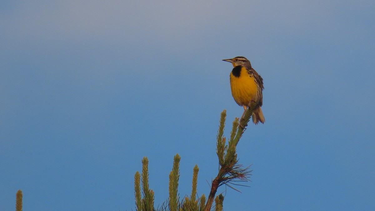 Eastern Meadowlark - ML635764050