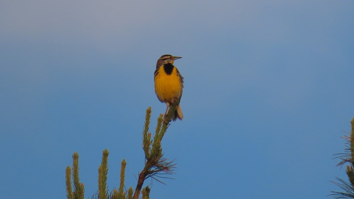 Eastern Meadowlark - ML635764051