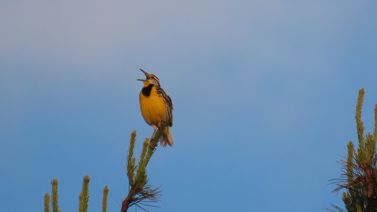 Eastern Meadowlark - ML635764052