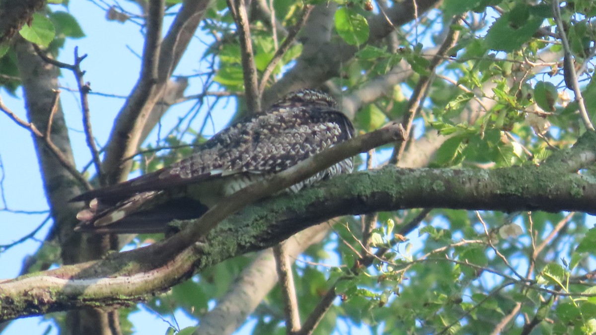 Common Nighthawk - ML635764095