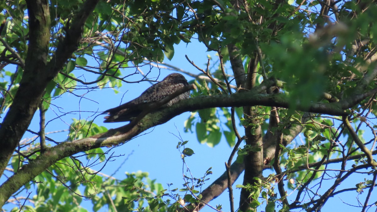 Common Nighthawk - ML635764096