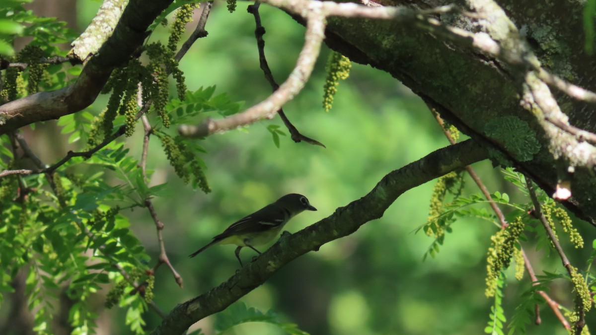 Blue-headed Vireo - ML635764114