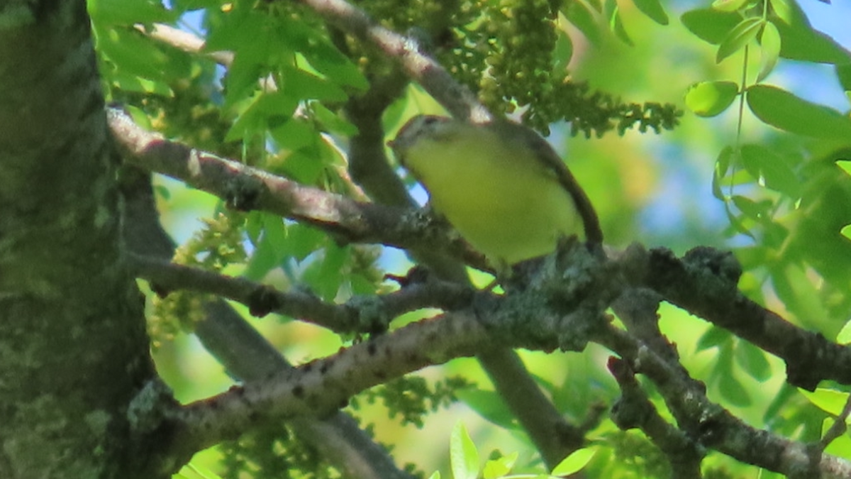 Philadelphia Vireo - ML635764126
