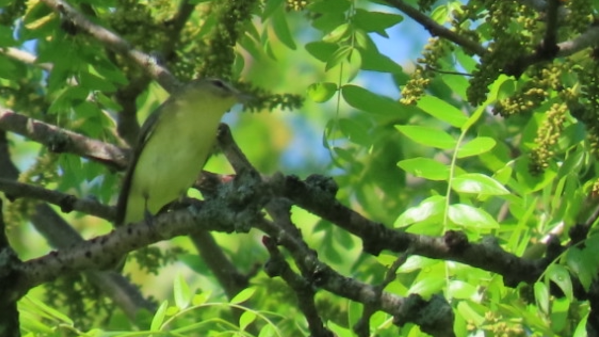 Philadelphia Vireo - ML635764127