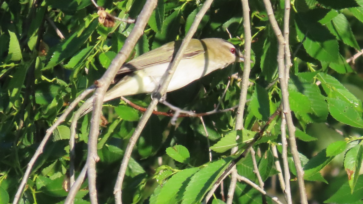 Red-eyed Vireo - ML635764133