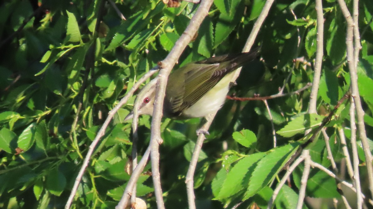Red-eyed Vireo - ML635764134
