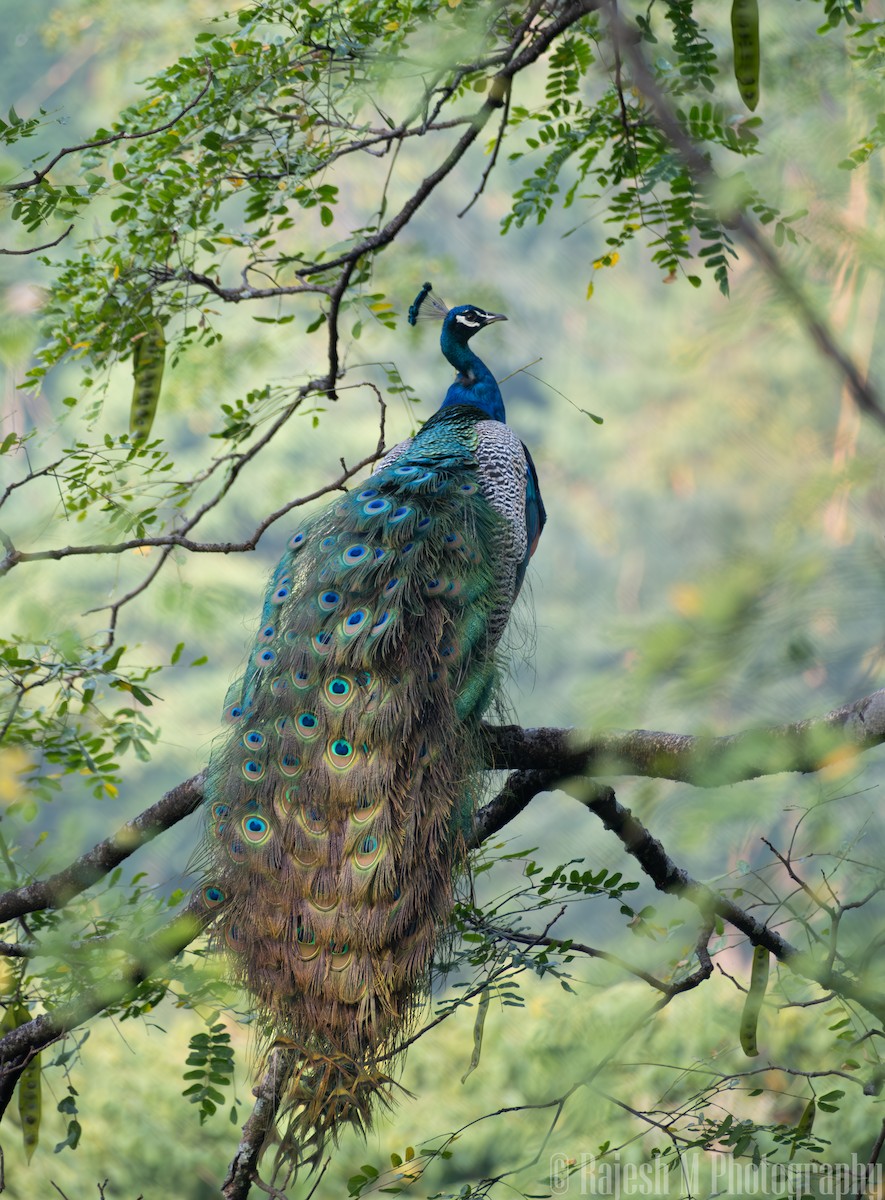 Indian Peafowl - ML635764174