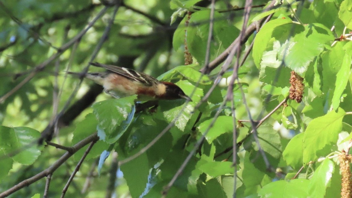 Bay-breasted Warbler - ML635764178