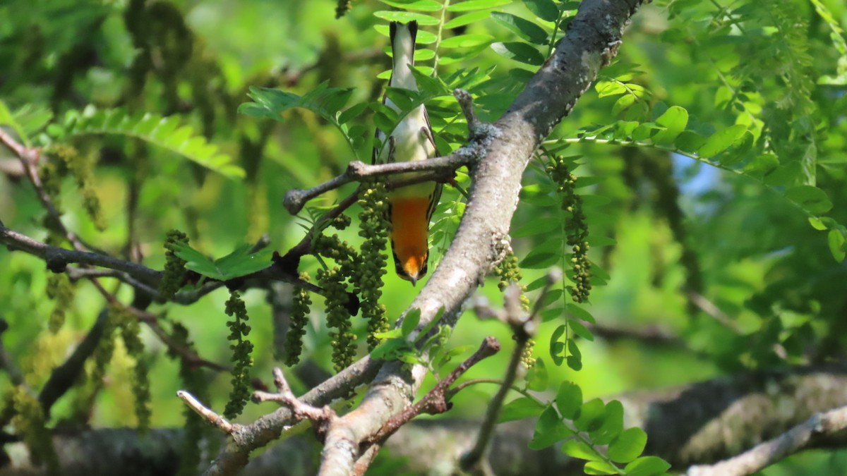 Blackburnian Warbler - ML635764210