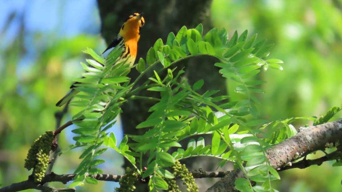 Blackburnian Warbler - ML635764211