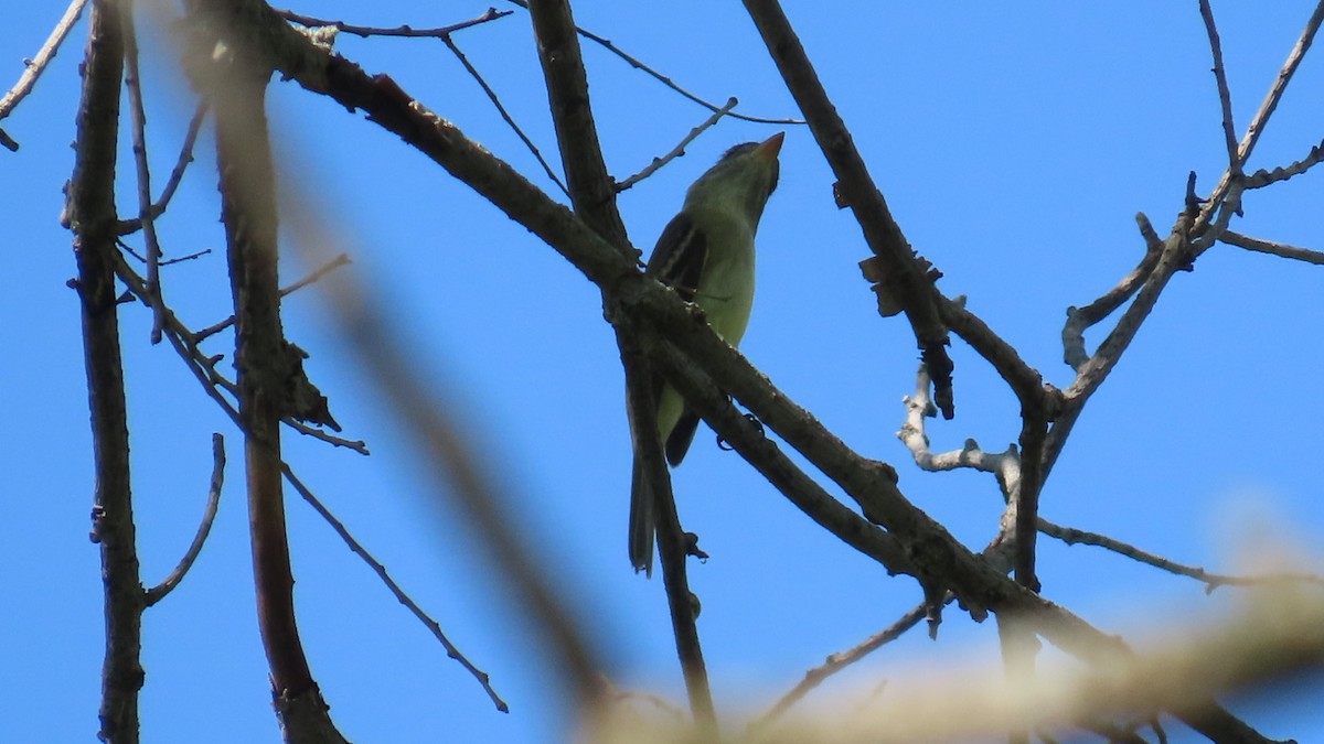 Least Flycatcher - ML635764250