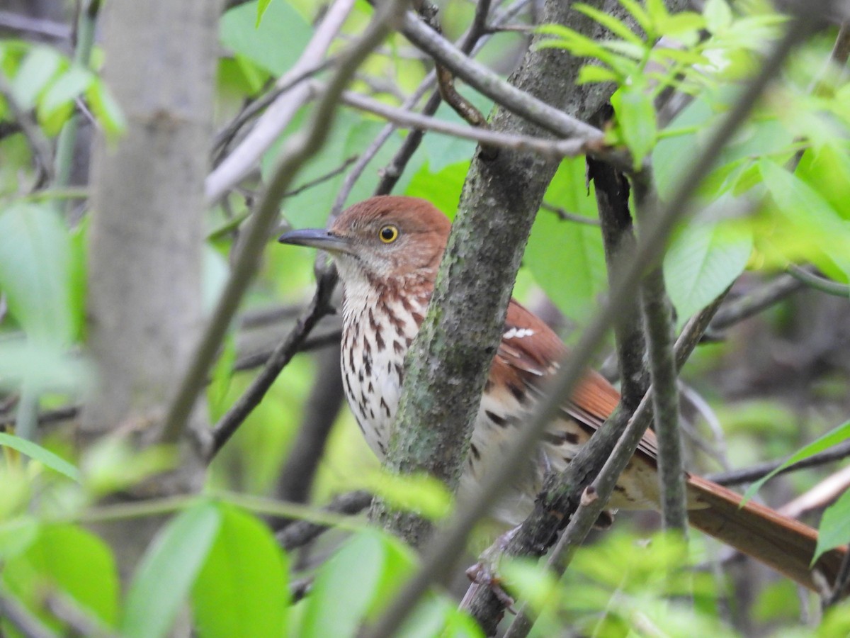 Brown Thrasher - ML635764334