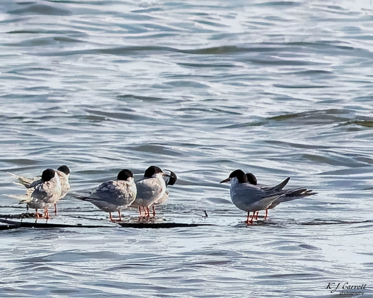Forster's Tern - ML635764403