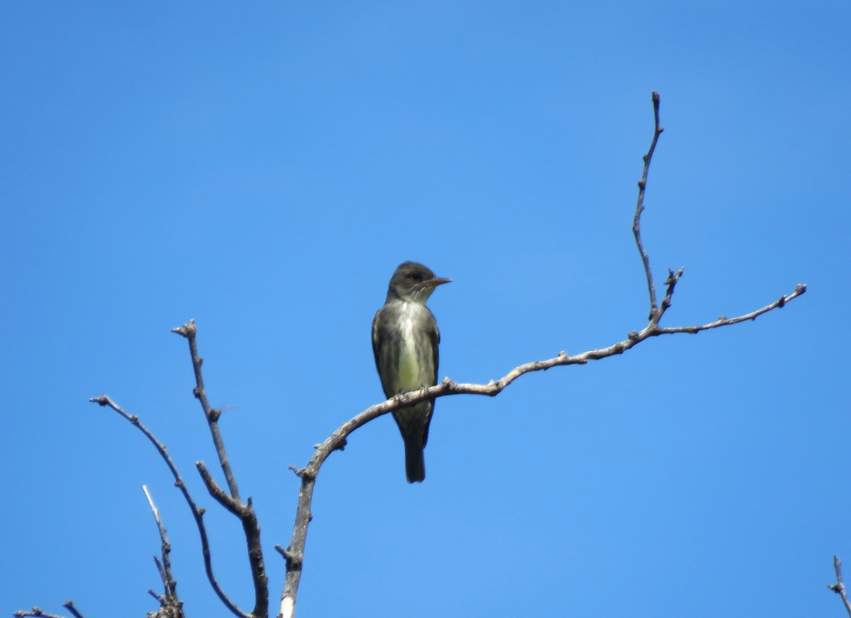 Olive-sided Flycatcher - ML635764449