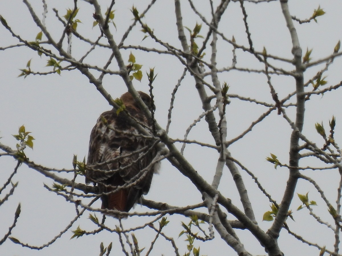 Red-tailed Hawk - ML635764542