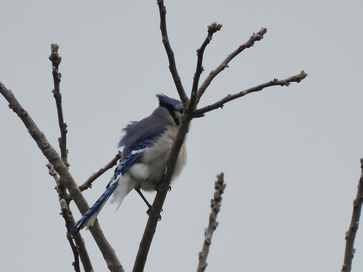 Blue Jay - ML635764547