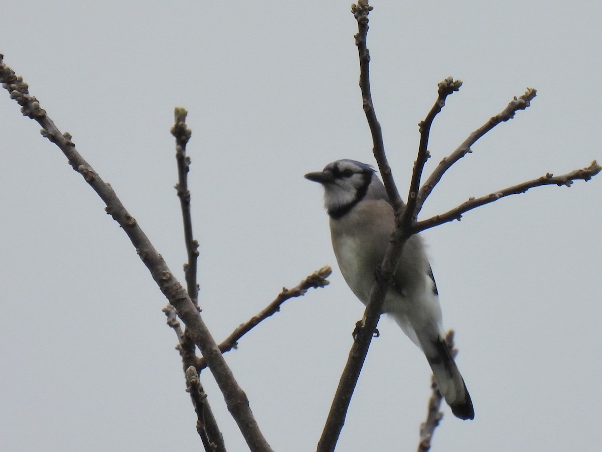 Blue Jay - ML635764548