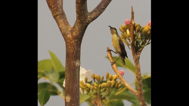 Purple Sunbird - ML635764553