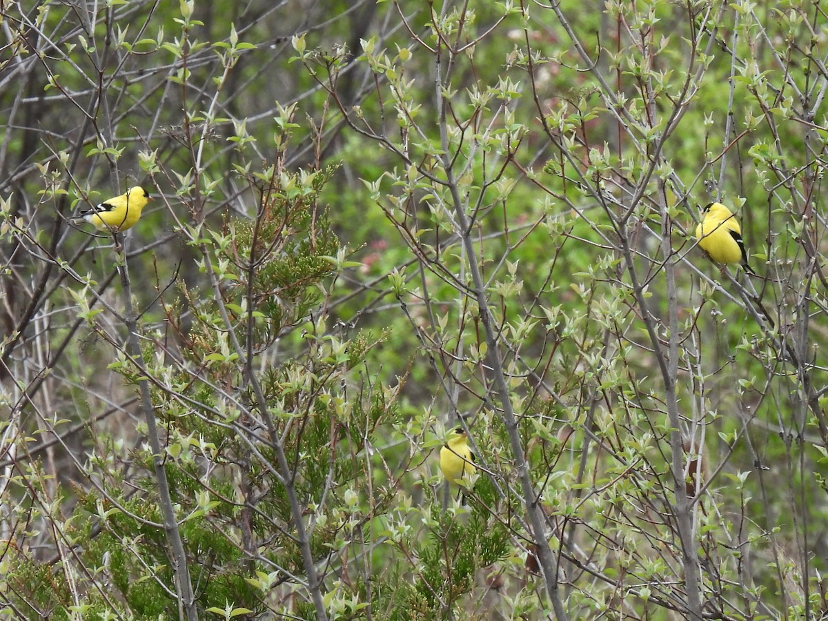 American Goldfinch - ML635764559