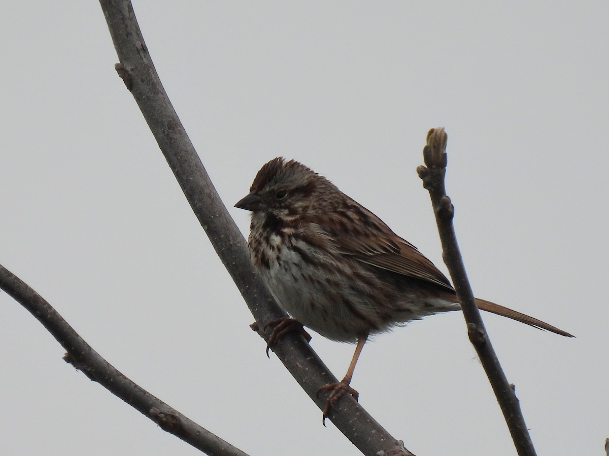 Song Sparrow - ML635764570