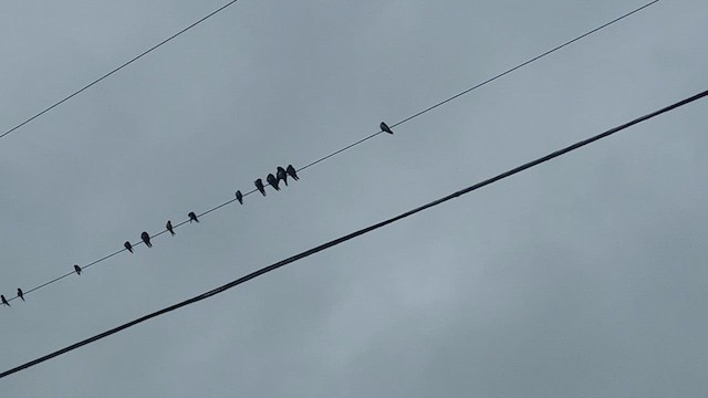 Purple Martin - ML635764600