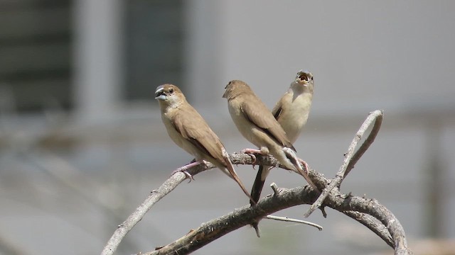 Indian Silverbill - ML635764625