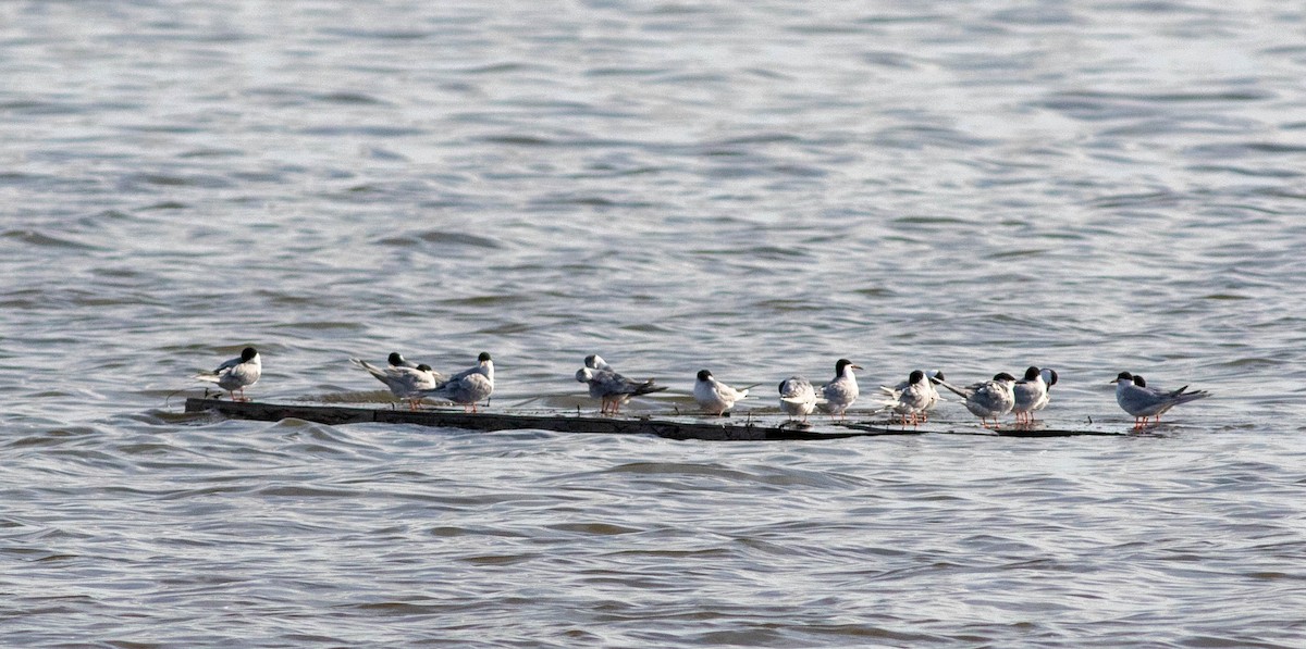 Forster's Tern - ML635764626