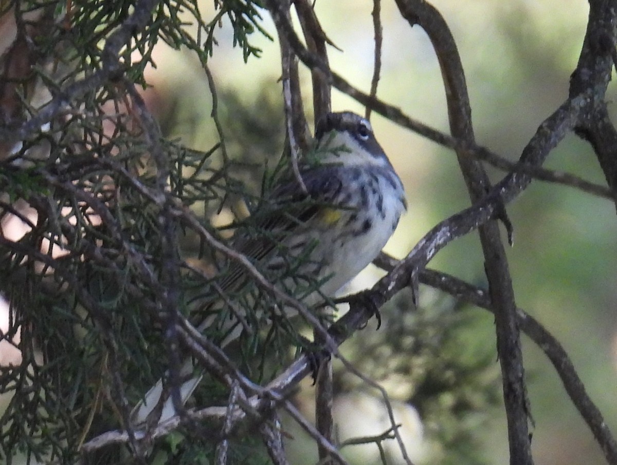 Yellow-rumped Warbler - ML635764642