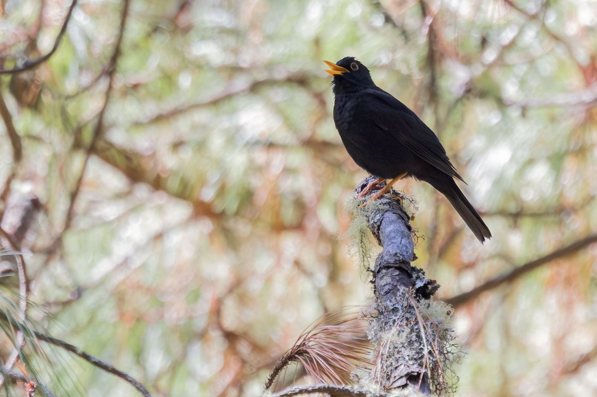 Black Thrush - ML635764654