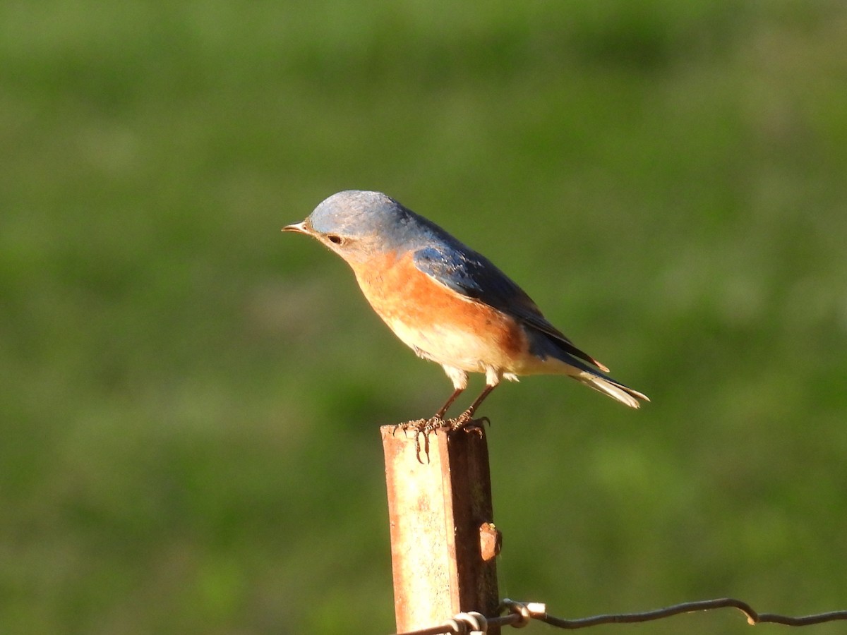 Eastern Bluebird - ML635764756
