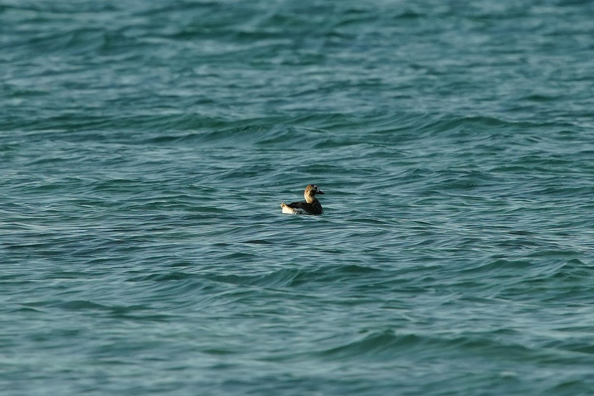 Long-tailed Duck - ML635764806