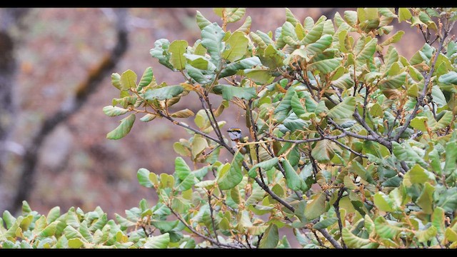 Chestnut-sided Shrike-Vireo - ML635764815