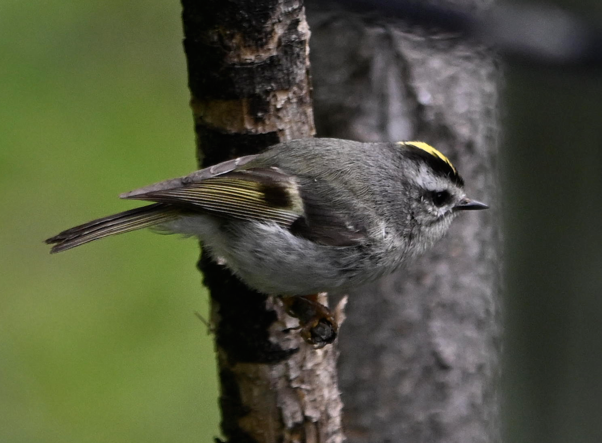 Golden-crowned Kinglet - ML635764843
