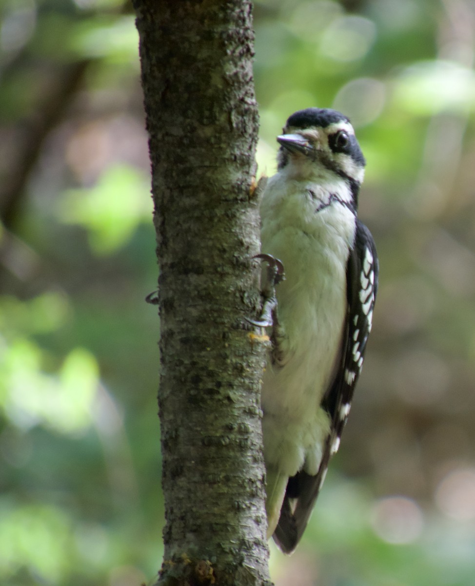 Hairy Woodpecker (Eastern) - ML635764848