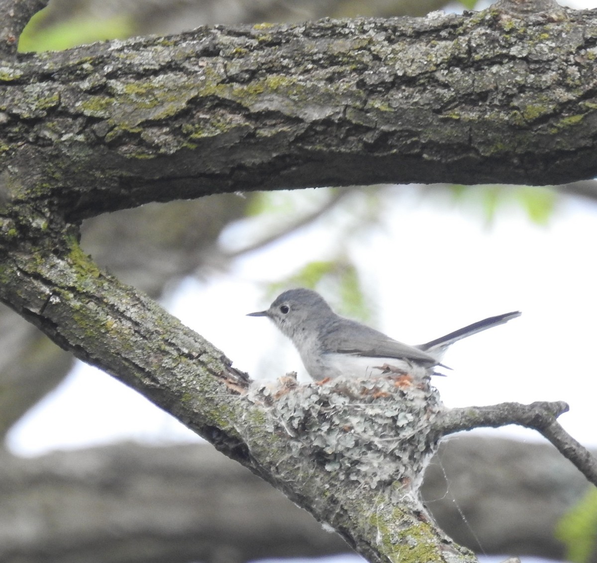 Blue-gray Gnatcatcher - ML635764902
