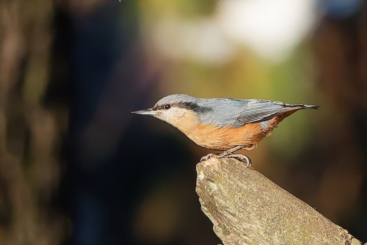 Kashmir Nuthatch - ML635764946