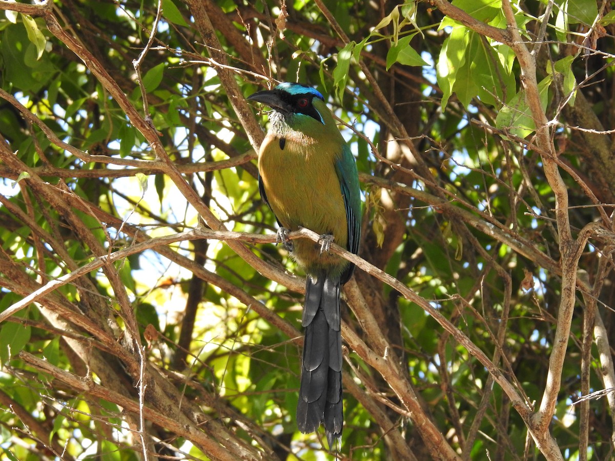Lesson's Motmot - ML635764956