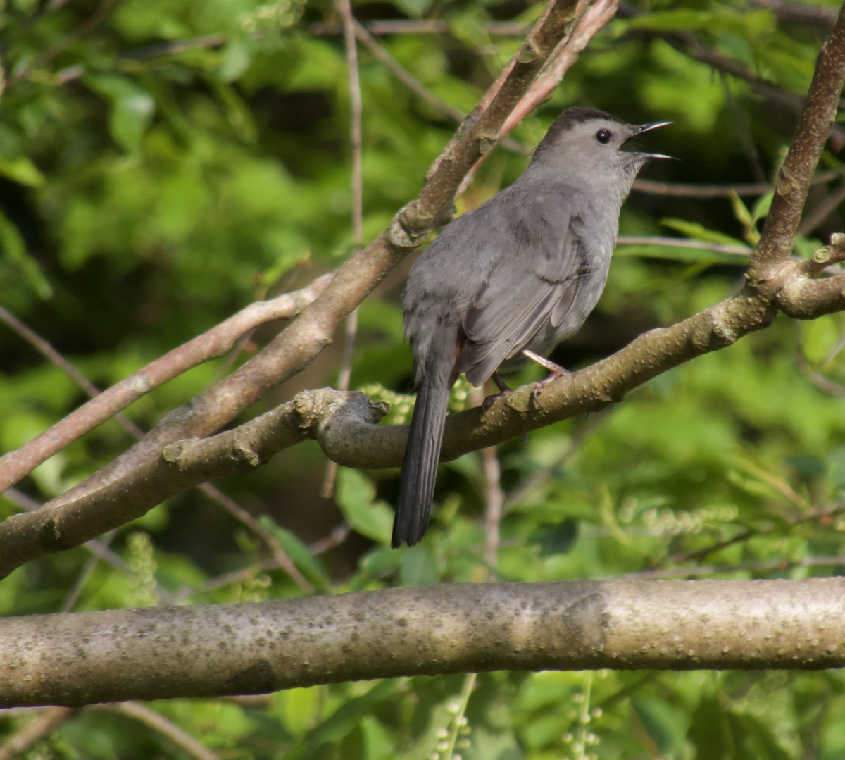 Gray Catbird - ML635765015