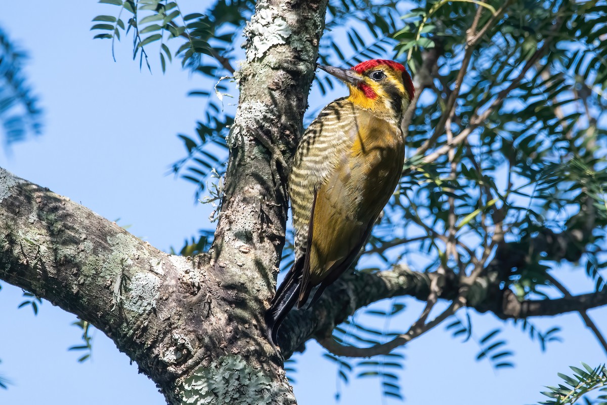 White-browed Woodpecker - ML635765017