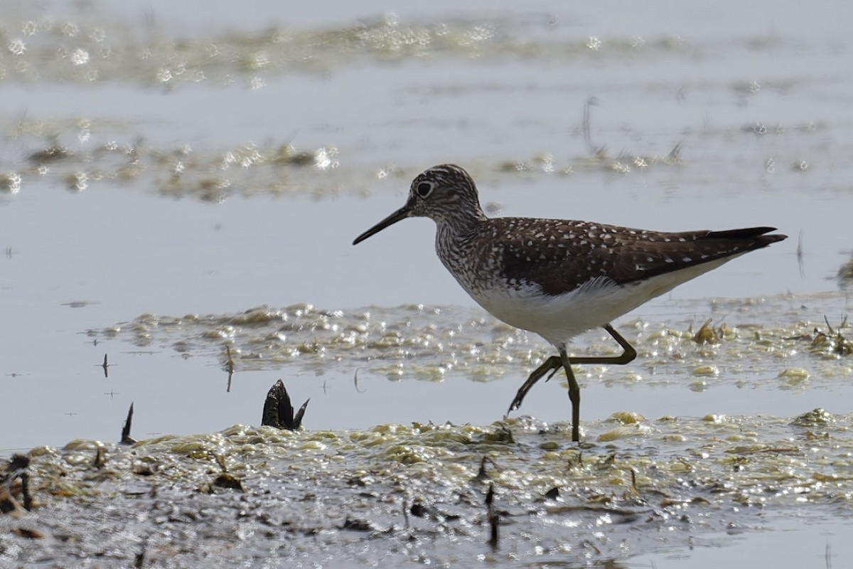 eremittsnipe - ML635765092