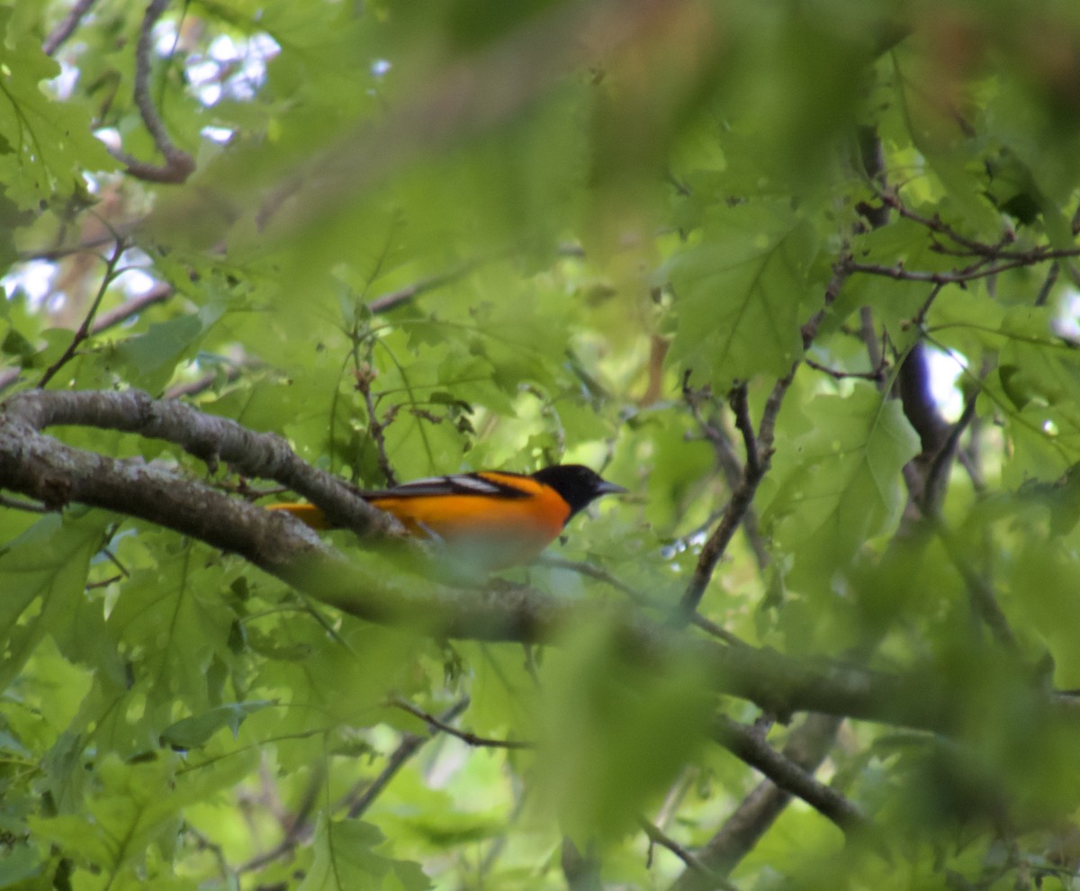 Baltimore Oriole - ML635765110