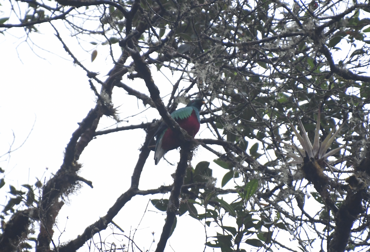 Crested Quetzal - ML635765125