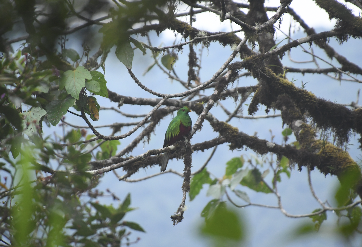 Crested Quetzal - ML635765126