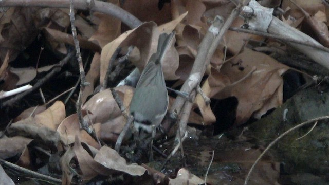 Bridled Titmouse - ML635765132