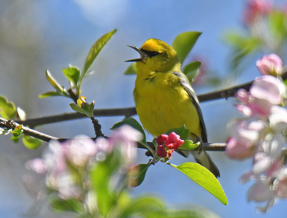 Blue-winged Warbler - ML635765317