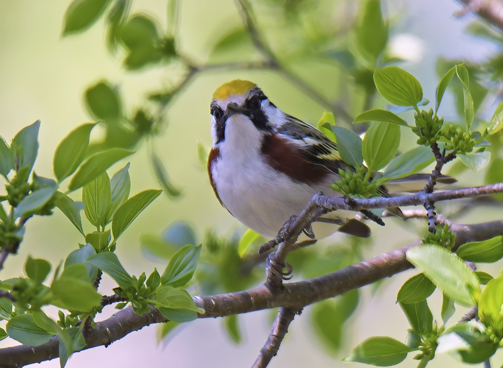 Chestnut-sided Warbler - ML635765337