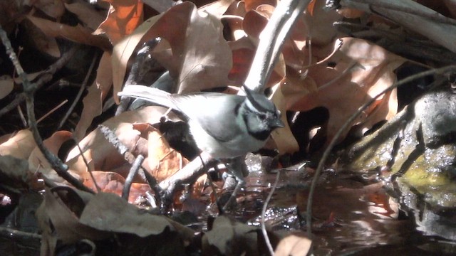 Bridled Titmouse - ML635765349